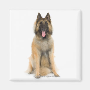 Studio portrait of Belgian shepherd dog Magnet
