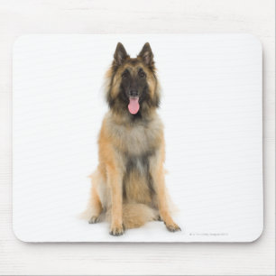Studio portrait of Belgian shepherd dog Mouse Pad