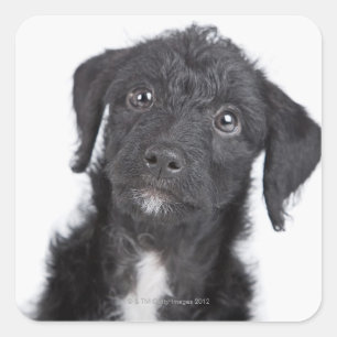 Studio portrait of black jack-a-doodle square sticker