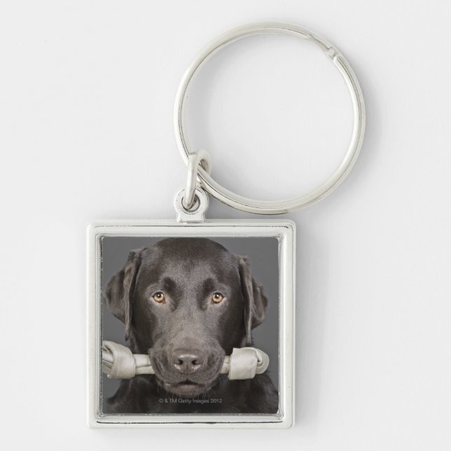 Studio portrait of chocolate labrador carrying keychain (Front)