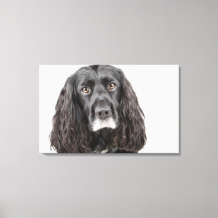 Studio portrait of cocker spaniel canvas print