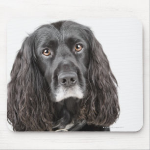 Studio portrait of cocker spaniel mouse pad