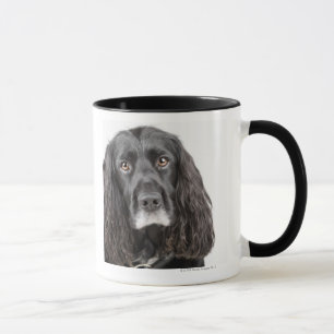 Studio portrait of cocker spaniel mug