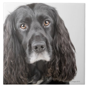 Studio portrait of cocker spaniel tile