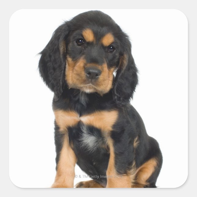 Studio portrait of Rottweiler puppy Square Sticker (Front)