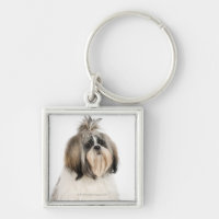 Studio portrait of Shih Tzu