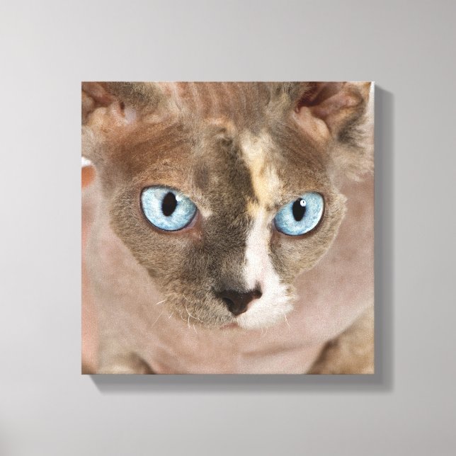 Studio portrait of Sphynx cat Canvas Print (Front)