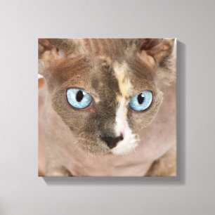 Studio portrait of Sphynx cat Canvas Print