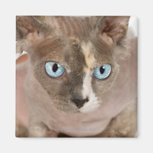 Studio portrait of Sphynx cat Magnet