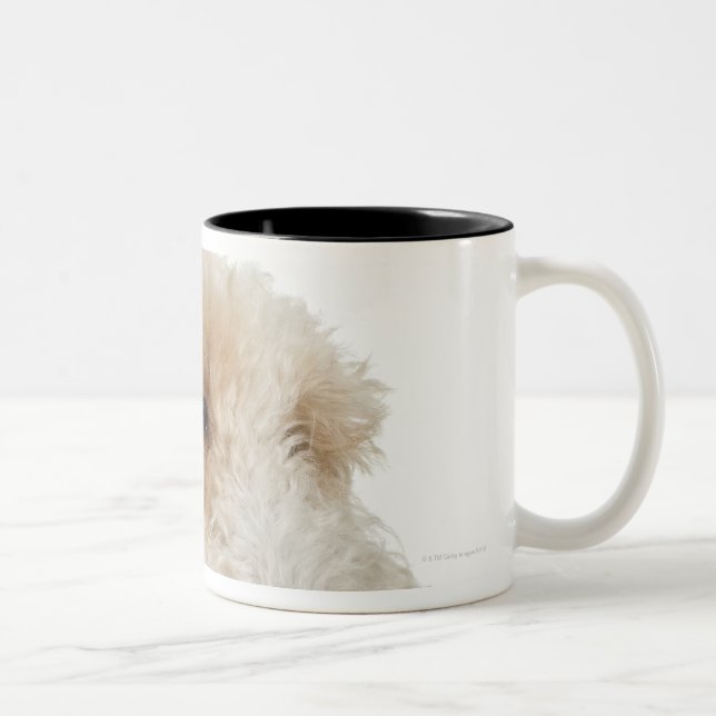 Studio portrait of Wheaten terrier puppy Two-Tone Coffee Mug (Right)
