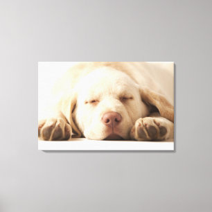 Studio portrait of Yellow Labrador Retriever Canvas Print
