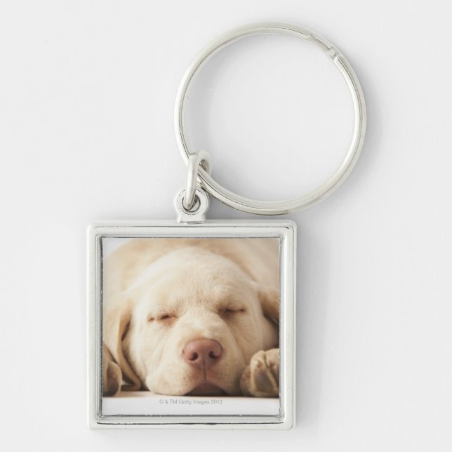 Studio portrait of Yellow Labrador Retriever Keychain (Front)