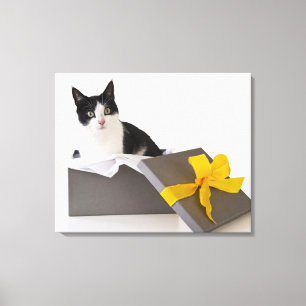 Studio shot of black and white cat in gift box canvas print
