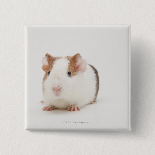 Studio shot of Guinea Pig 2 Inch Square Button (Front)