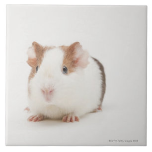 Studio shot of Guinea Pig Tile