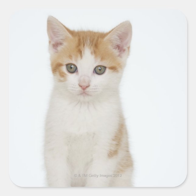 Studio shot of kitten square sticker (Front)