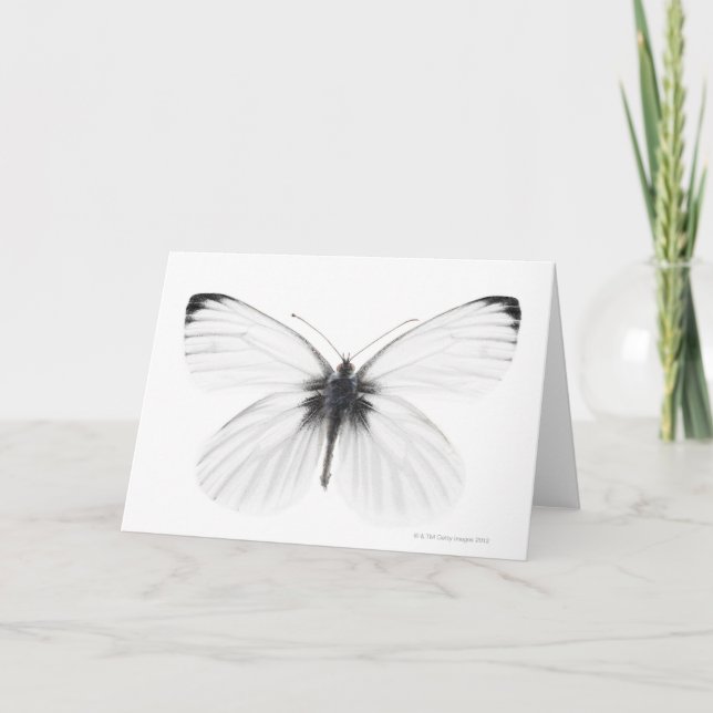 Studio shot of sharp-veined white butterfly card (Front)