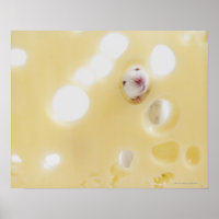 Studio shot of white mouse looking through hole