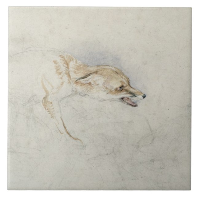 Study of a crouching Fox, facing right verso: fain Tile (Front)