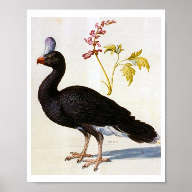 Study of a Helmeted Curassow, Arcimboldo Poster (Front)