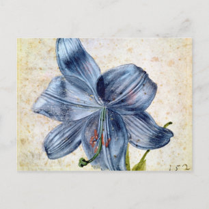 Study of a lily, 1526 postcard