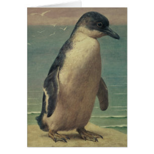Study of a Penguin