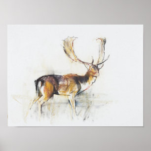Study of a Stag Poster