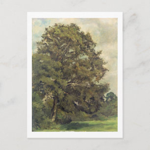 Study of an Ash Tree, c.1851 (oil on paper on pane Postcard
