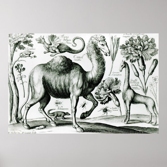 Study of Animals and Flowers, engraved Poster (Front)