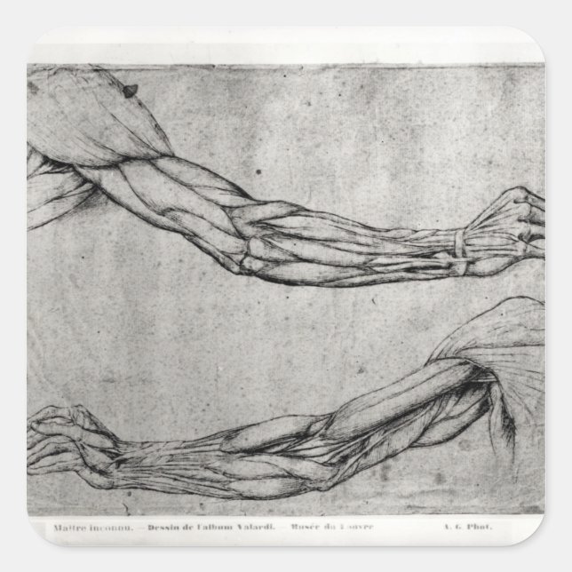 Study of Arms Square Sticker (Front)
