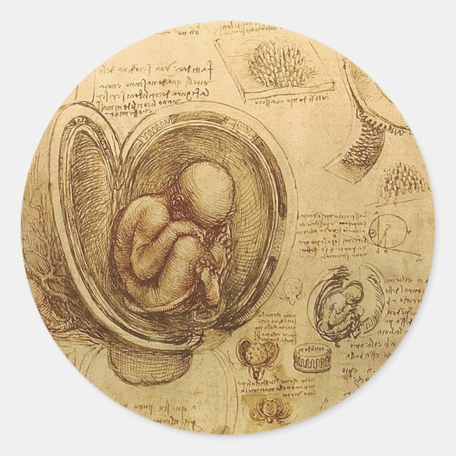 Study of baby fetus by Leonardo da Vinci Classic Round Sticker (Front)