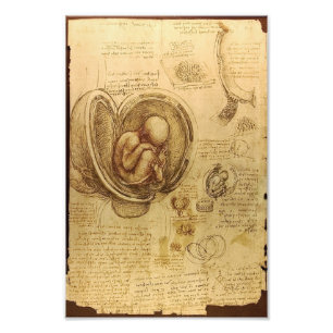 Study of baby fetus by Leonardo da Vinci Photo Print