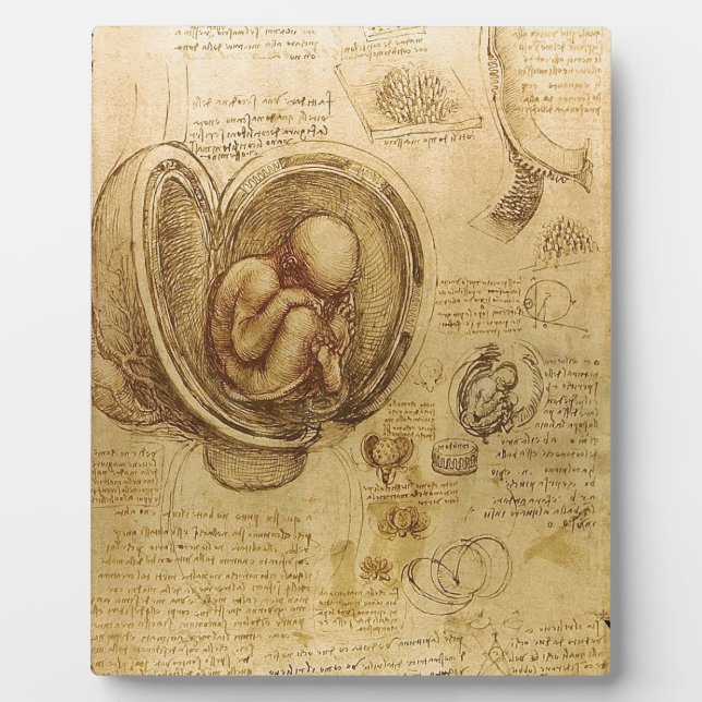 Study of baby fetus by Leonardo da Vinci Plaque (Front)