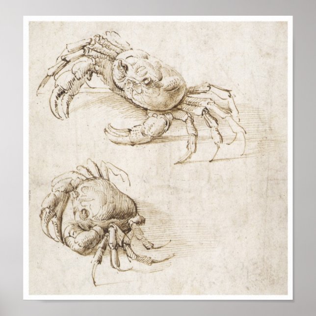 Study of Crab, Leonardo da Vinci Poster (Front)