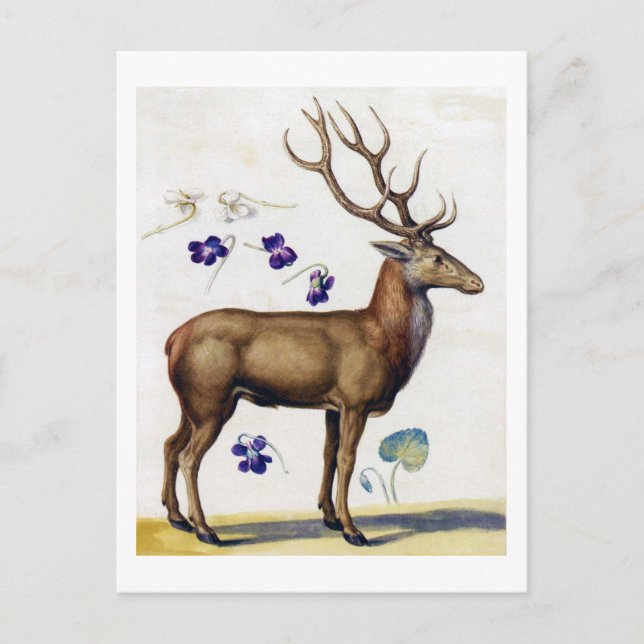 Study of Deer and Flower, Arcimboldo Postcard (Front)