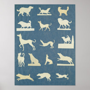 Study of Dogs Poster