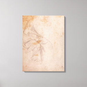 Study of Drapery c.1516 Canvas Print