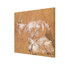 Study of Goats (drawing) canvas prints