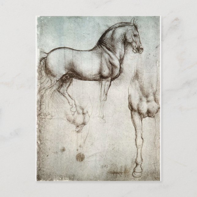 Study of horse. postcard (Front)
