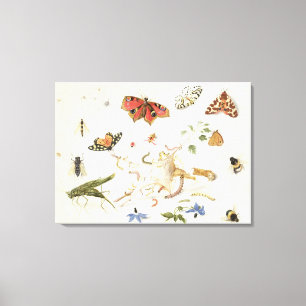 Study of Insects and Flowers Canvas Print