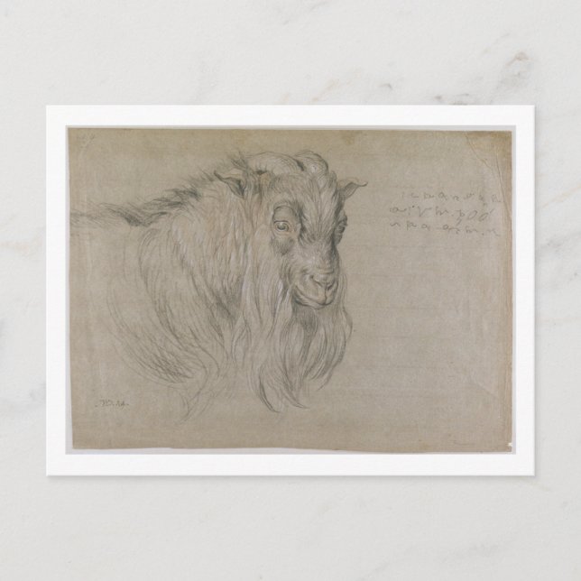 Study of the Head of a Ram (black, sanguine & whit Postcard (Front)