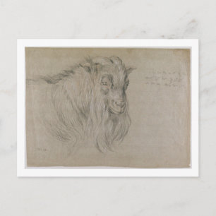 Study of the Head of a Ram (black, sanguine & whit Postcard
