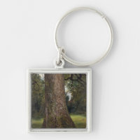 Study of the Trunk of an Elm Tree, c.1821 (oil on