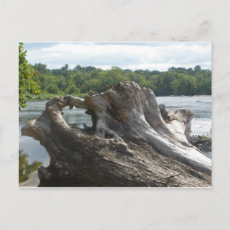Stump on the James River Postcard