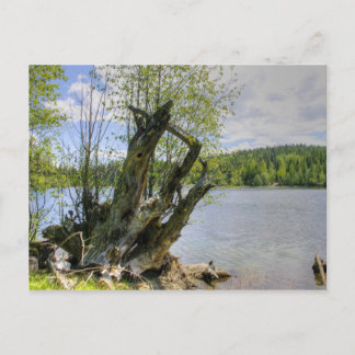 Stumped - Marshall Lake Postcard
