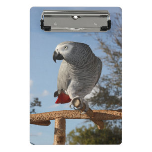 Stunning African Grey Parrot Mini Clipboard