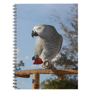 Stunning African Grey Parrot Notebook