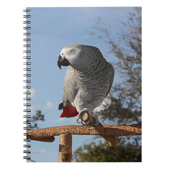 Stunning African Grey Parrot Notebook (Front)