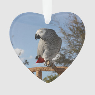 Stunning African Grey Parrot Ornament