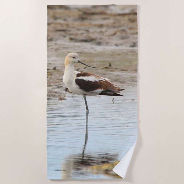 Stunning American Avocet Wading Bird at the Beach Beach Towel (Front)